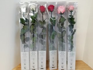 New Preserved Roses Set