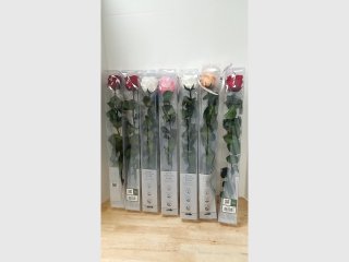 New Preserved Roses Set
