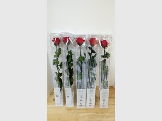 New Red Preserved Roses Set