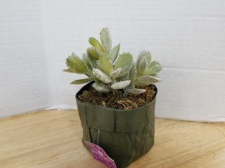 New potted succulent approx 6 inch tall 