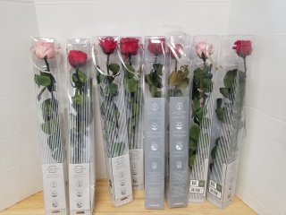 Preserved roses 22 inch