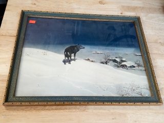Vintage Lone Wolf print,  13x17 in