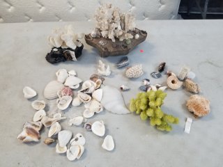 Seashells 