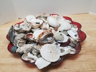 Seashells 