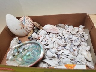 Seashells 