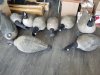 Item #129 — Goose decoys, most have no legs