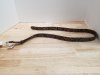 Item #413 — New belt size medium,  approx 40 inch long