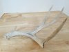Item #660 — Deer Antler, 16 in