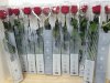 Item #557 — New Packaged Red Roses